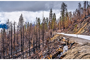 Burned down forest in yosemite stock photo containing forest and fire, a Nature Photo by Leonid Andronov