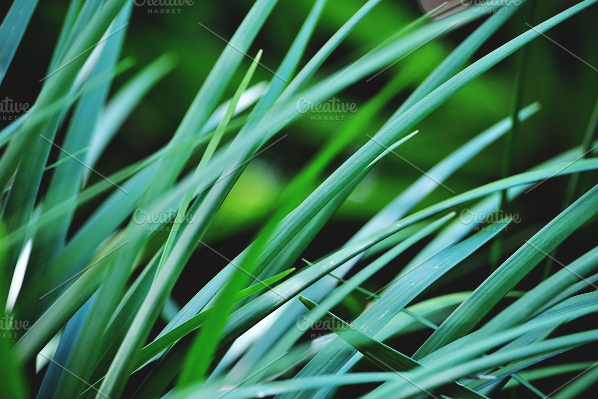 NATURAL MATTE, a Nature Photo by KABSPHOTOGRAPHY (Photo 5 of 11)