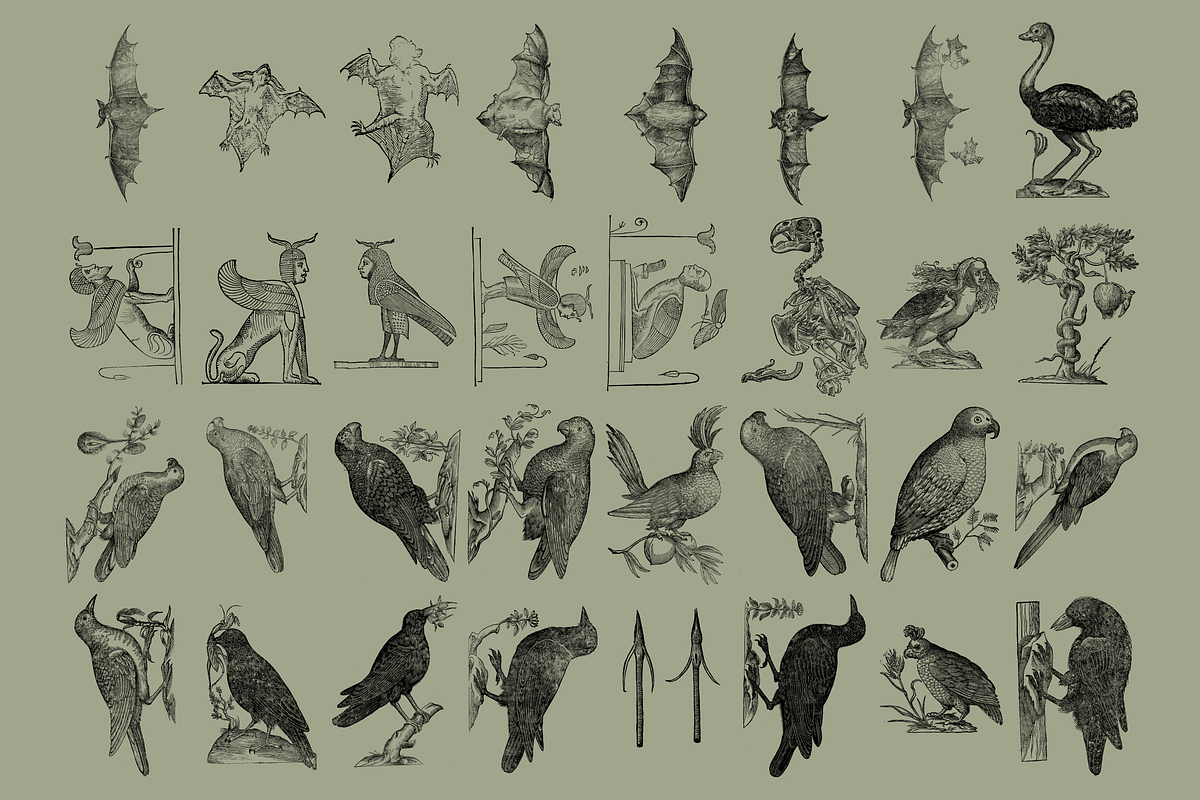 Birds of the World Illustrations, an Animal Illustration by Nomad Visuals (Photo 5 of 12)