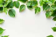 99 Frames of green leaves, a Nature Photo by Handmadefont (Thumbnail 57 of 100)