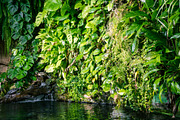 tropical pond and turtle in a rainforest mangrove, a Nature Photo by GoodGoods (Thumbnail 4 of 20)