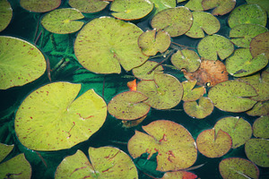 Lily Pads (Photo)