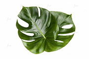 Printable Art - Monstera Leaves, a Print Template by JustLikeMyDesktop (Thumbnail 2 of 2)