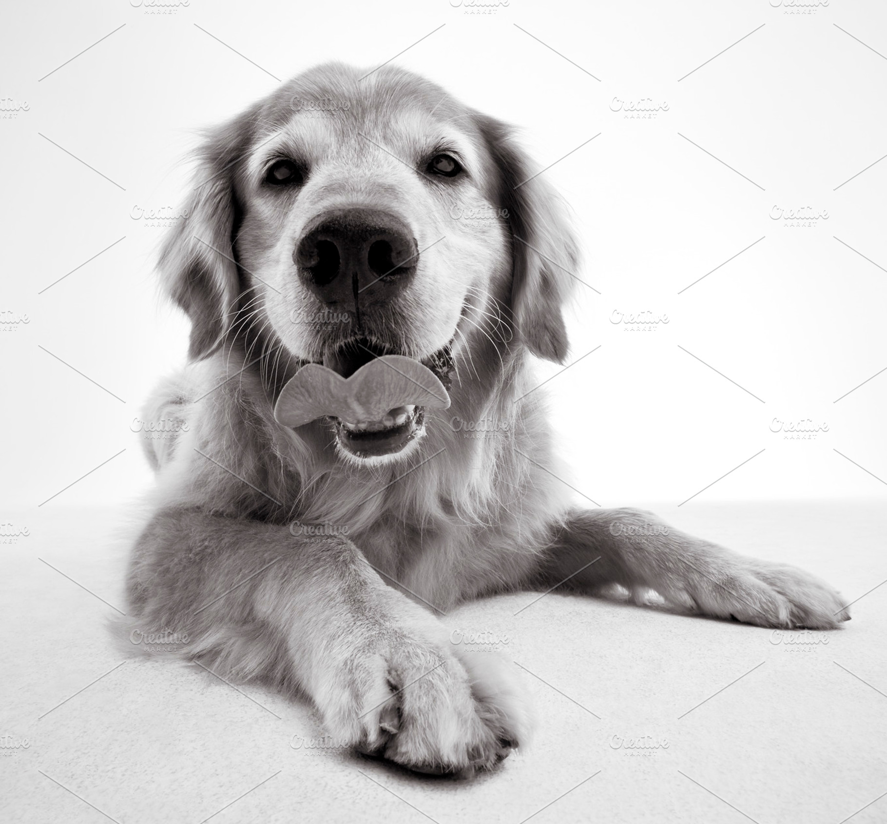 Dog stock photo containing happy and dog, an Animal Photo by BeaumontStock