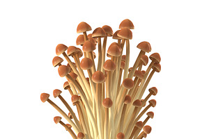 Brown Enoki Mushrooms