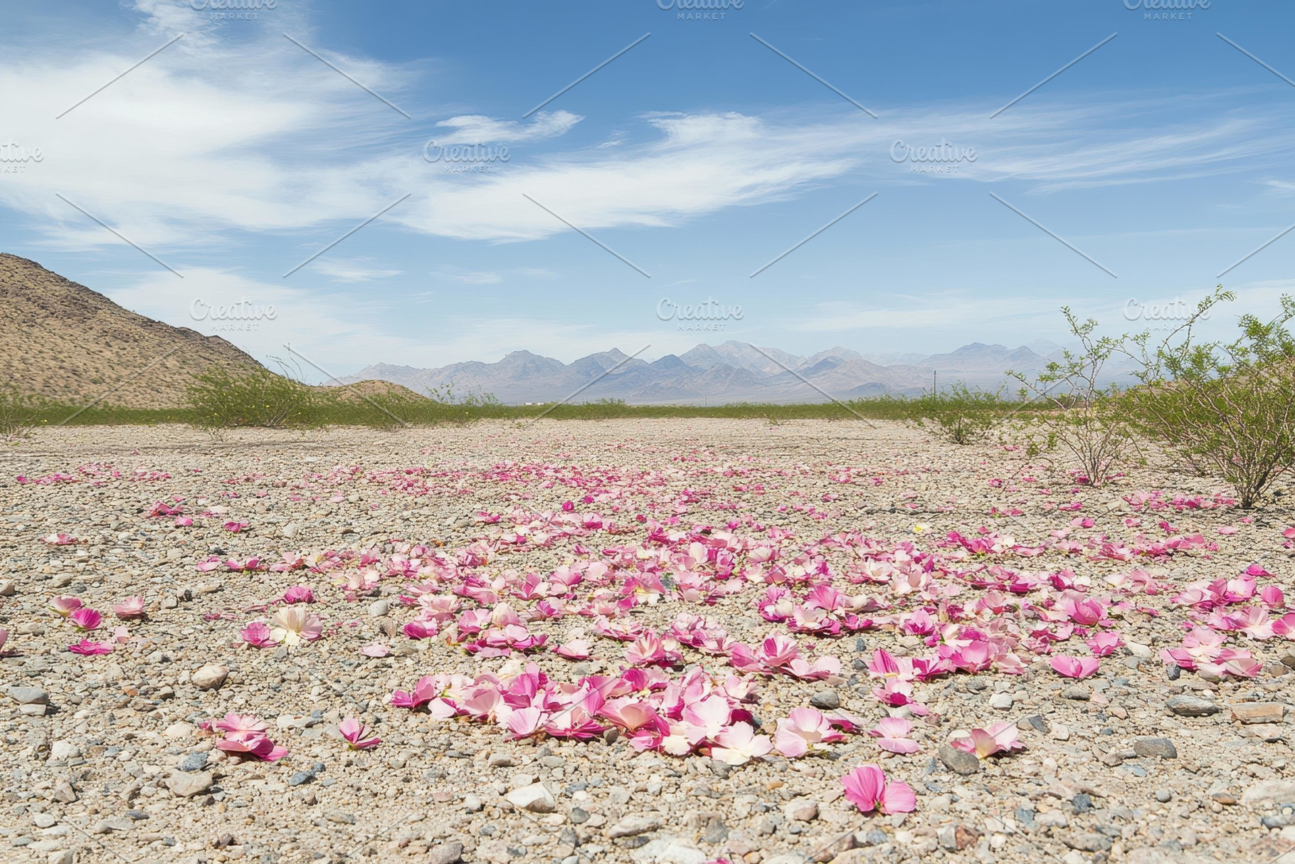 Desert landscape adorned with pink p, a Photo by Tanuart