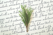Branch & Bramble Calligraphy Font, a Script Font by Callie Rian & Co. (Thumbnail 17 of 17)