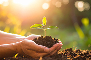 Hands gently holding soil with a small green sprout emerging., a Nature Photo by DanFLCreativo