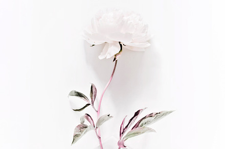 Peony Flower Bloom Photo, a Nature Photo by Alicia Youngken Photo's