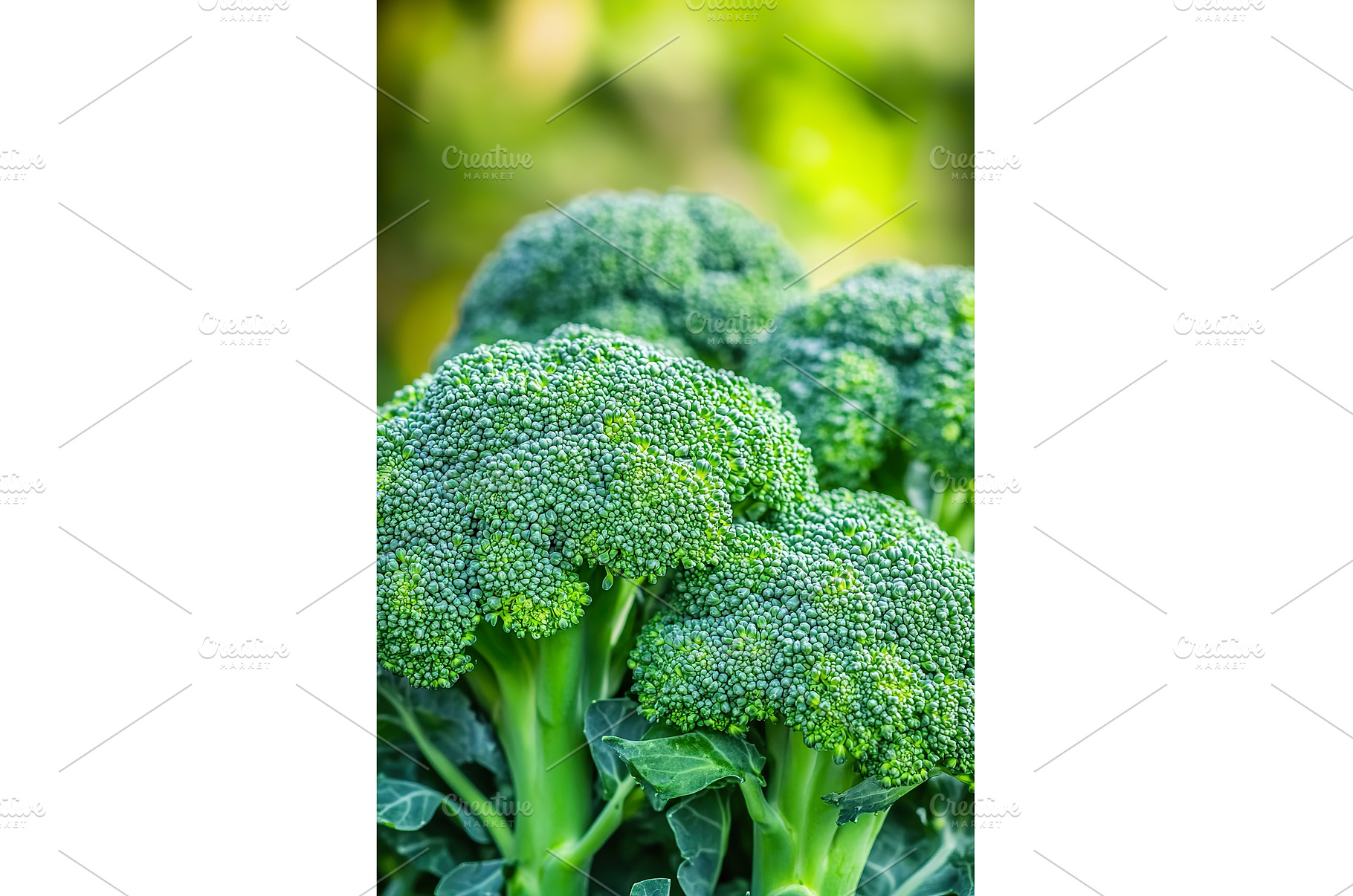 fresh broccoli fresh and vibrant in, a Food & Drink Photo by Lermont51