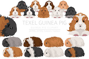 Texel Guinea Pig set, an Animal Illustration by pet design shop