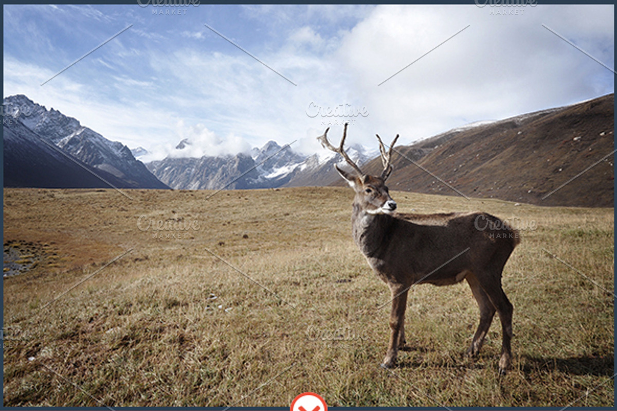 Realistic Oil Painting Action, an Action Add-On by Viktor (Photo 13 of 13)