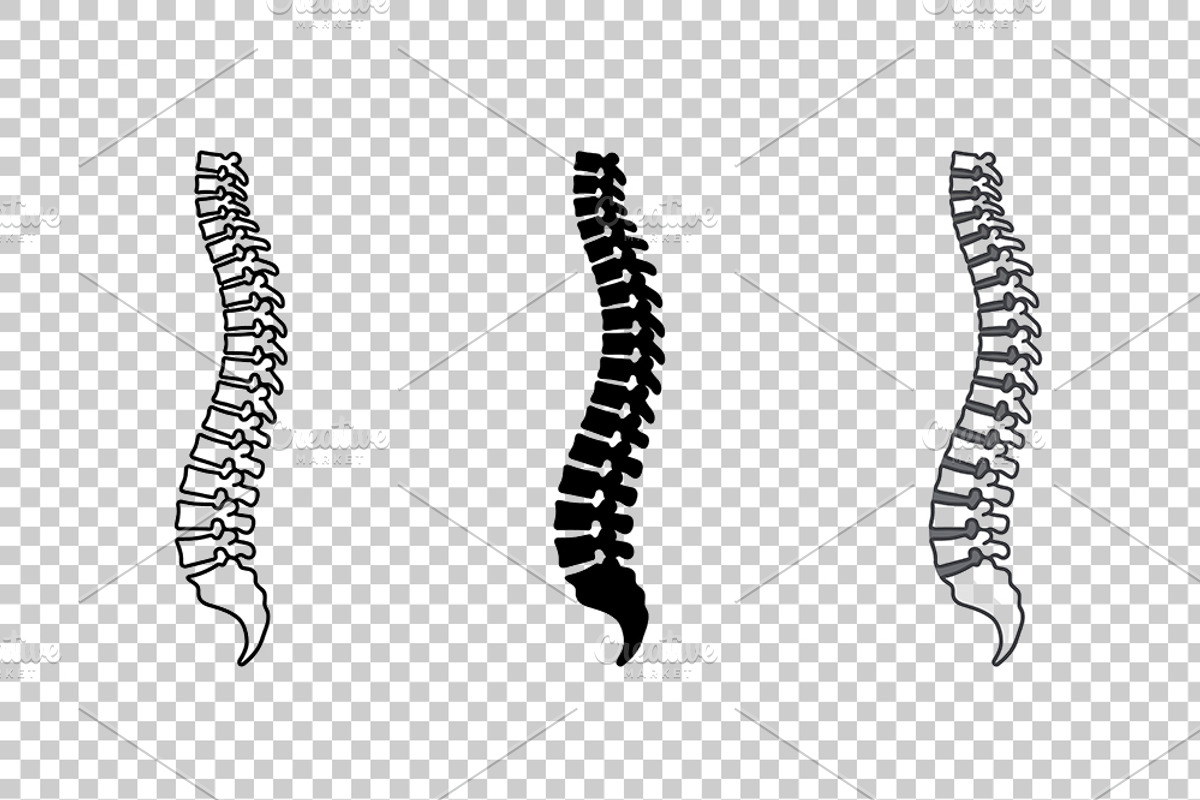 Human Spine Vector Icon Set, an Object Graphic by Artonix (Photo 3 of 3)