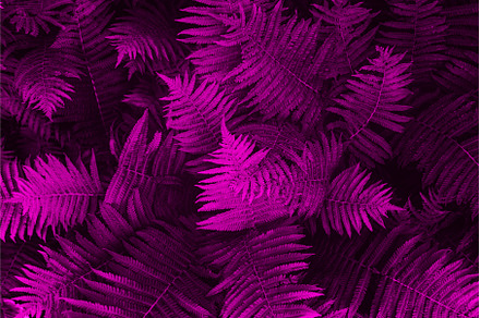 Natural floral fern leaves, a Nature Photo by MAnuta