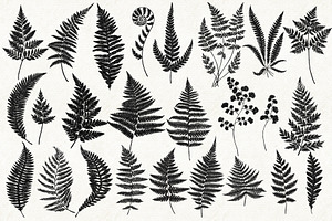 Ferns Bundle