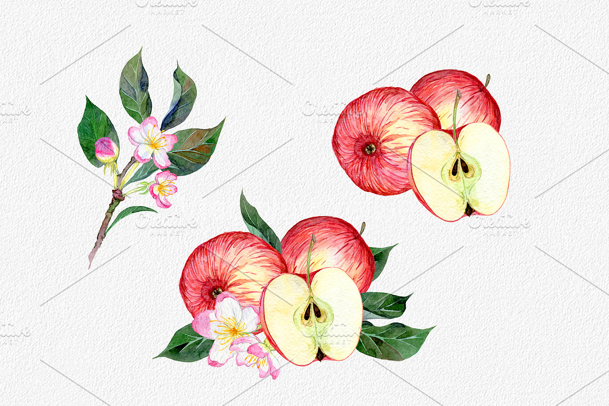 Hand drawn watercolor apple set, an Illustration by OlyaSenko (Photo 3 of 4)