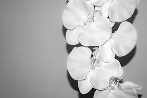 White orchid stock photo containing flower and orchid