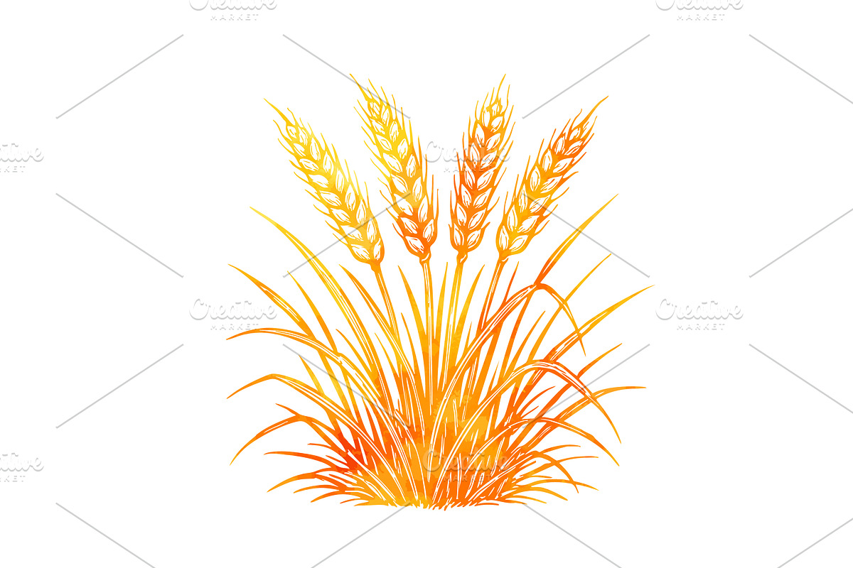 Yellow wheat object. Hand drawn. Not, a Food Illustration by Nenahliadava Design