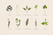 BUNDLE - Dry Flowers & Leaves, an Object Graphic by Sparrow & Snow (Thumbnail 12 of 28)
