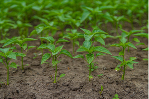 Pepper seedlings in a greenhouse, a Nature Photo by yanadjana