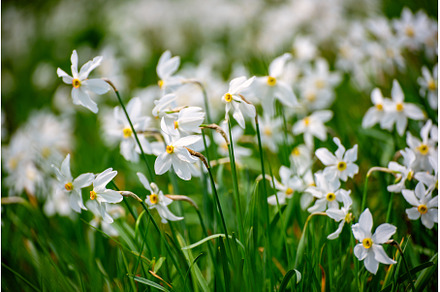 White daffodil narcissus flowers on, a Nature Photo by Nature and travel