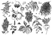 Hand drawn superfood set, a Food Illustration by handsketched (Thumbnail 7 of 10)