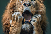 236 surprised animals, an Animal Photo by Handmadefont (Thumbnail 88 of 241)