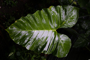 Close-Up of Wet Taro Leaf with Rain, a Nature Photo by bastera