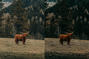 10 Dark Green Lightroom Presets, a Preset Add-On by CVR Presets (Thumbnail 8 of 8)