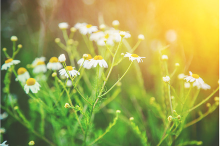 many flowers on a camomile field, a Nature Photo by yanadjana