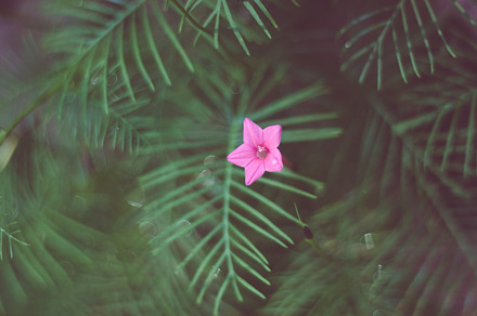 Cypress Fern Flower