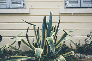 Cactus and Windows, an Architecture Photo by Nazar Hrabovyi