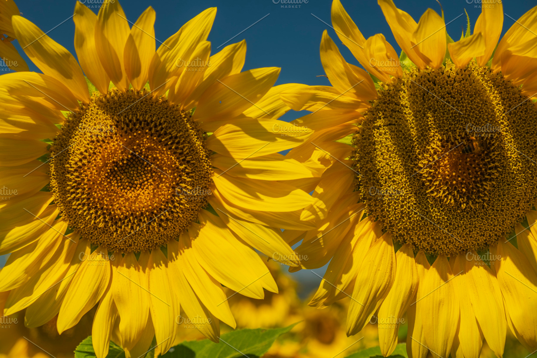 Sunflowers containing sunflowers, summer, and provence, a Nature Photo by Atropos Images