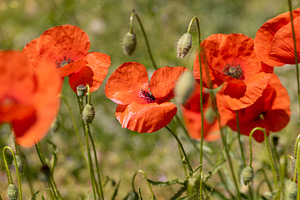 poppies on a background of green grass in summer weather, illuminated by sunlig, a Photo by rsoollAI