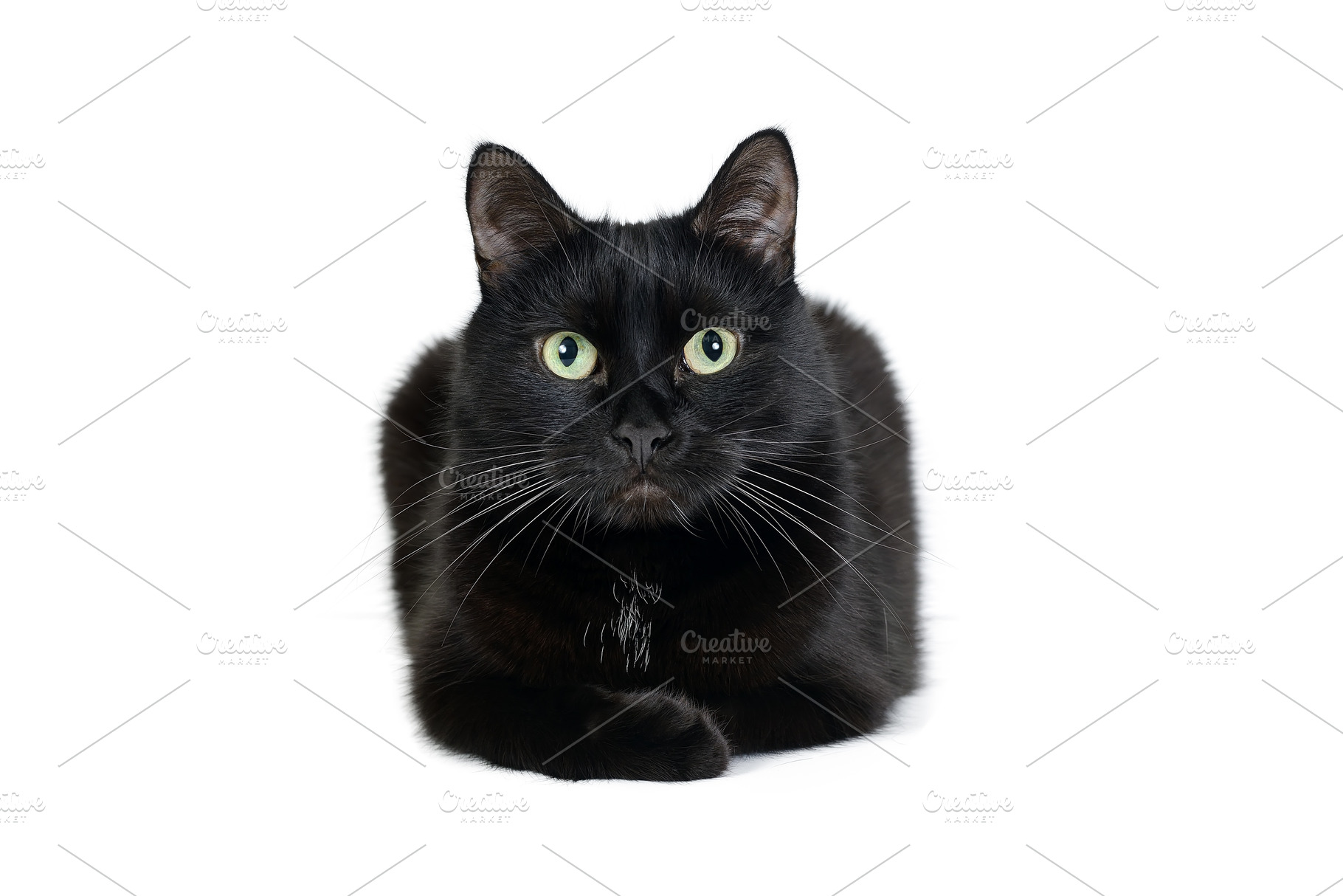 Black cat is isolated on white stock photo containing cat and black, an Animal Photo by FedotovAnatoly