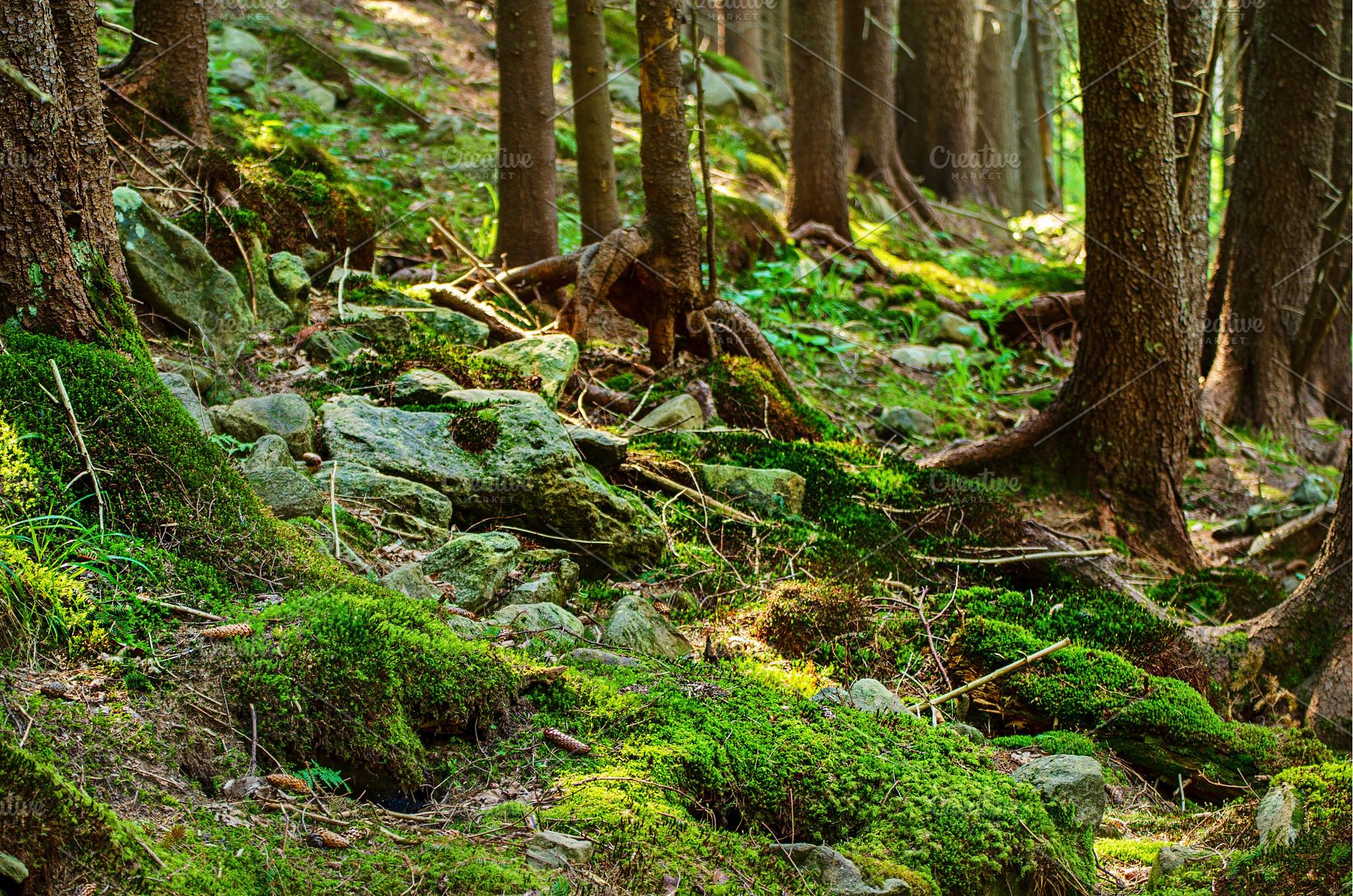 Summer moody forest, a Nature Photo by Nature and travel