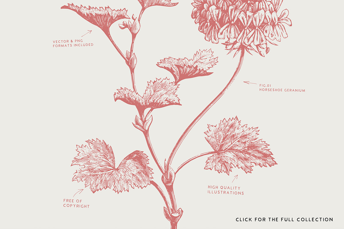 36 Plant & Flower Illustrations, an Illustration by Century Library (Photo 3 of 7)