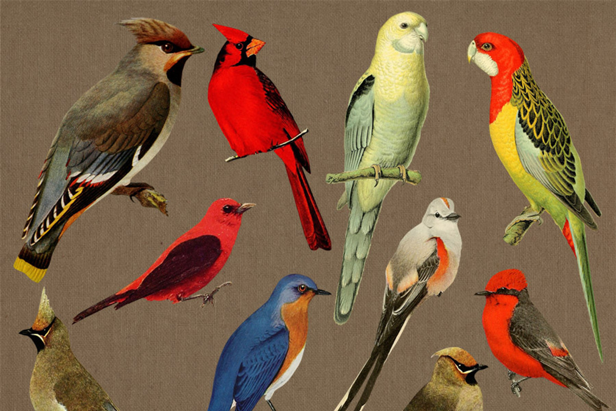 10 Vintage Birds Clip Art, an Animal Illustration by The Digital Download Shop (Photo 2 of 2)