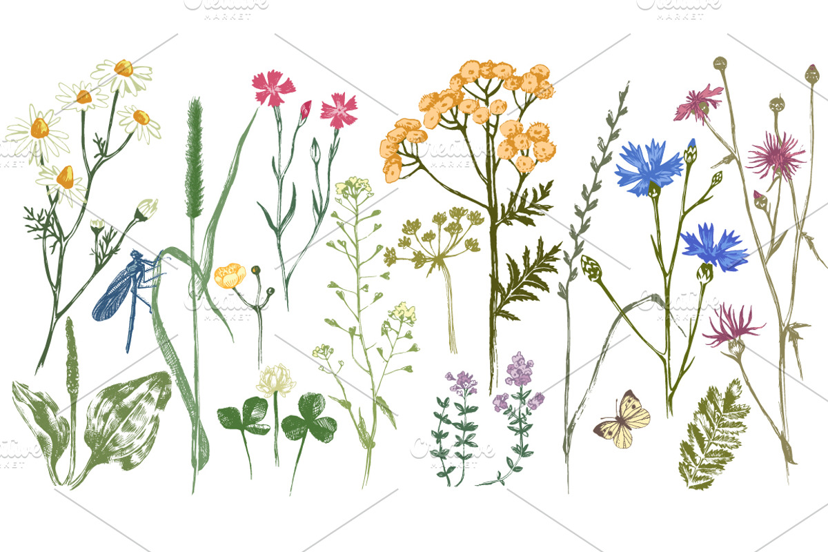 Hand drawn botanical bundle, an Illustration by handsketched (Photo 5 of 24)