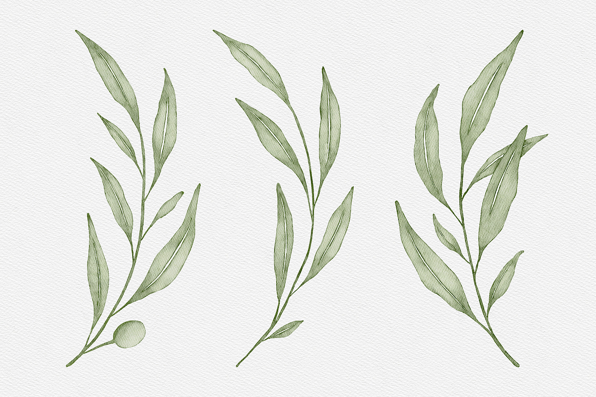 Watercolor Olive Branches Leaves, an Illustration by Creatchees.std (Photo 6 of 13)