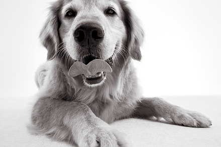 Dog stock photo containing happy and dog, an Animal Photo by BeaumontStock