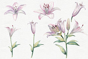 Lilies Watercolor Flower Clip Art, a Decorative Illustration by Colibri Watercolor (Thumbnail 2 of 4)