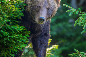 Brown bear standing on a fallen tree branch surrounded by lush g, an Animal Photo by Byrdyak