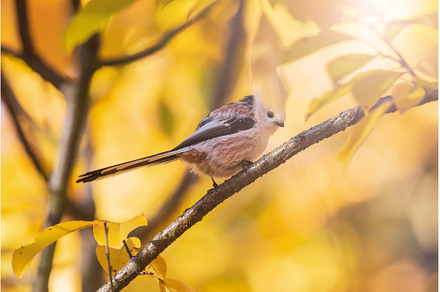 small beautiful bird among golden, a Nature Photo by Pakosta
