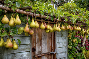 Pears growing on a wooden trellis, a Photo by Pavel_design