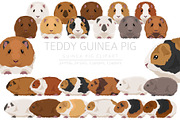 Teddy Guinea Pig set, an Animal Illustration by pet design shop (Thumbnail 1 of 4)