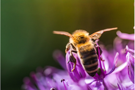 A closeup view of a bee perched on a