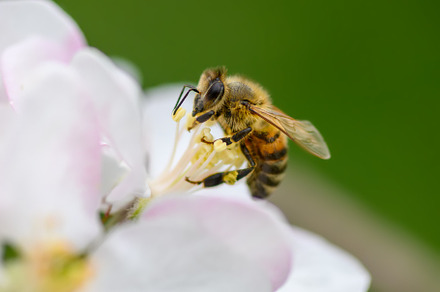 Close Honey bee collecting pollen from apple tree blossom, an Animal Photo by Byrdyak