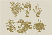 East Indies Botanical Illustrations, a Decorative Illustration by Rusted Works (Thumbnail 7 of 10)