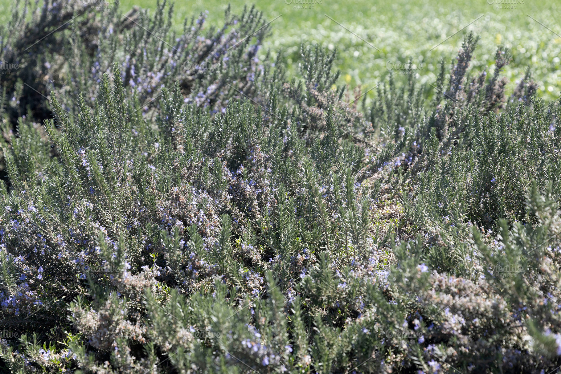 Blooming rosemary in the fields, a Nature Photo by Imaginarium